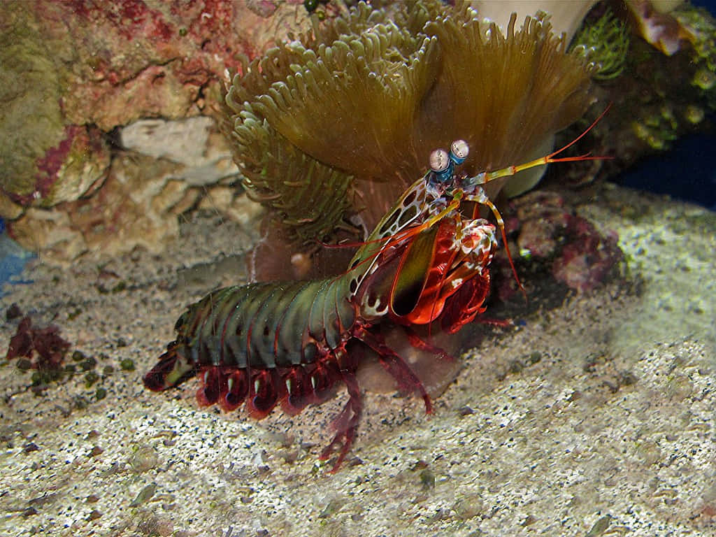 Vibrant Beauty Of The Ocean - Peacock Mantis Shrimp Wallpaper