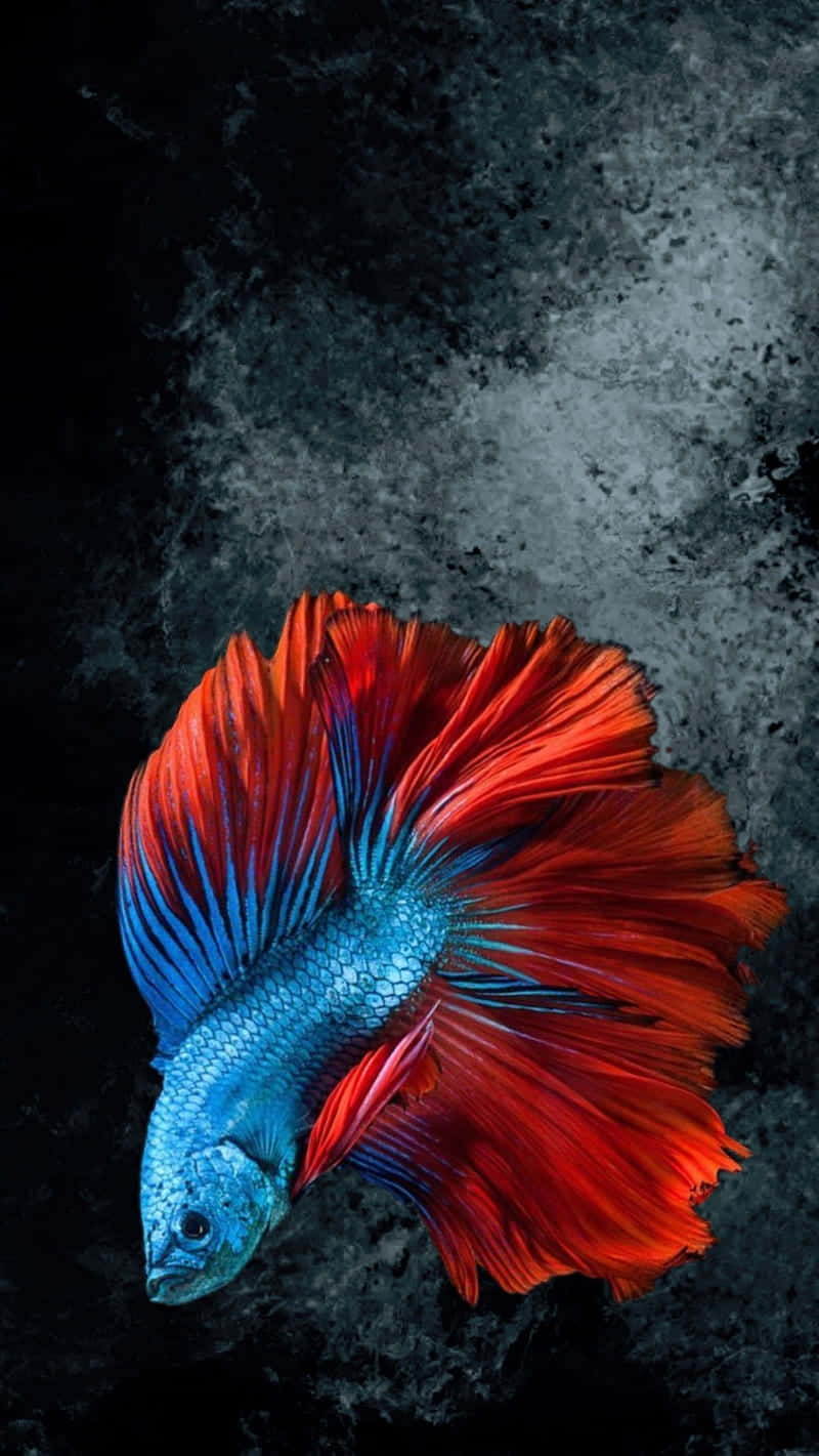Vibrant Betta Fish Against Dark Backdrop.jpg Wallpaper