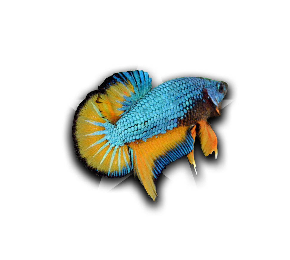 Vibrant Betta Fish Collector Graphic PNG