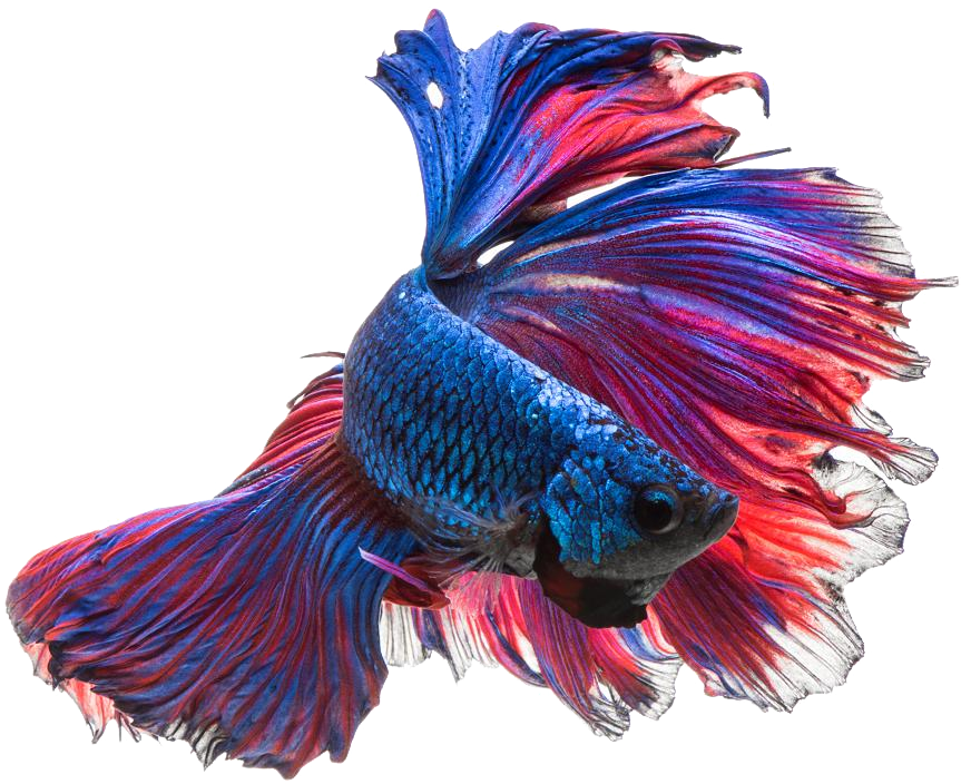 Vibrant Betta Fish Display PNG