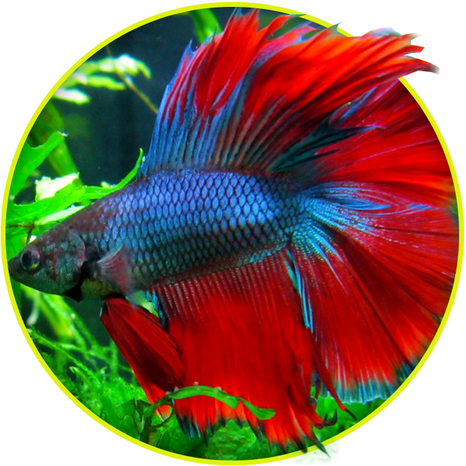 Vibrant Betta Fish Display PNG