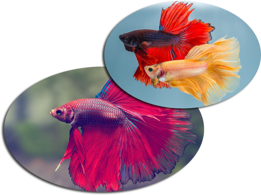 Vibrant Betta Fish Duo PNG