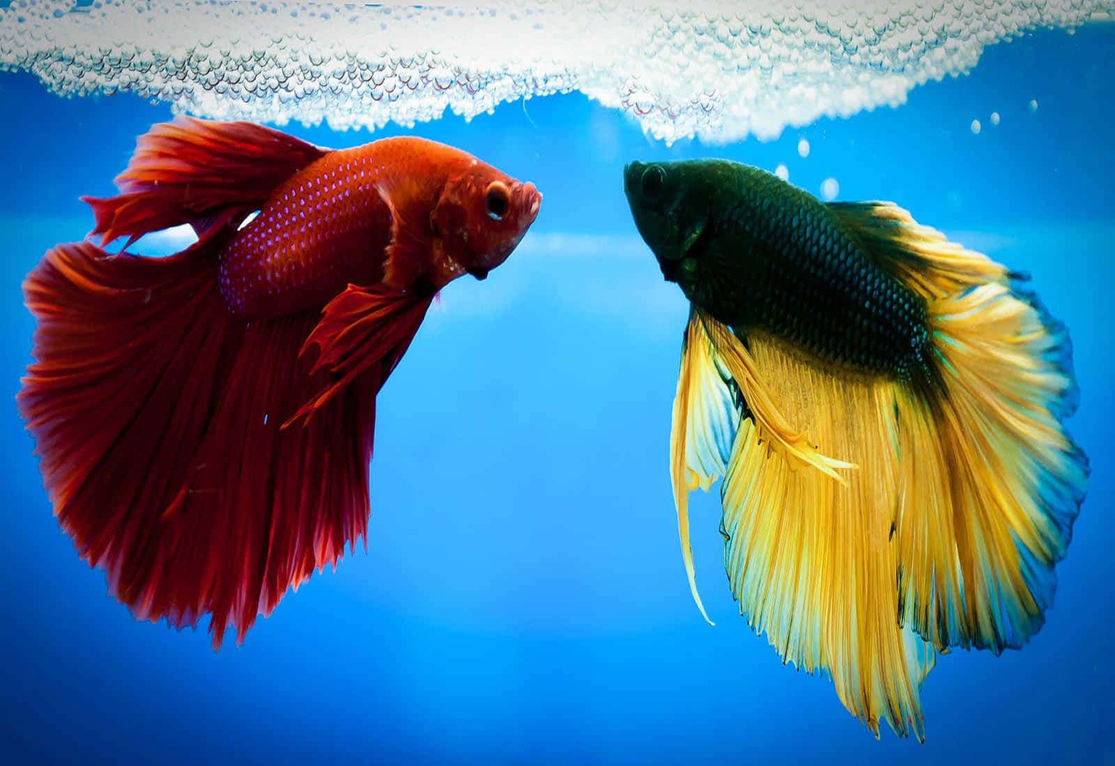 Vibrant Betta Fish Duo.jpg Wallpaper
