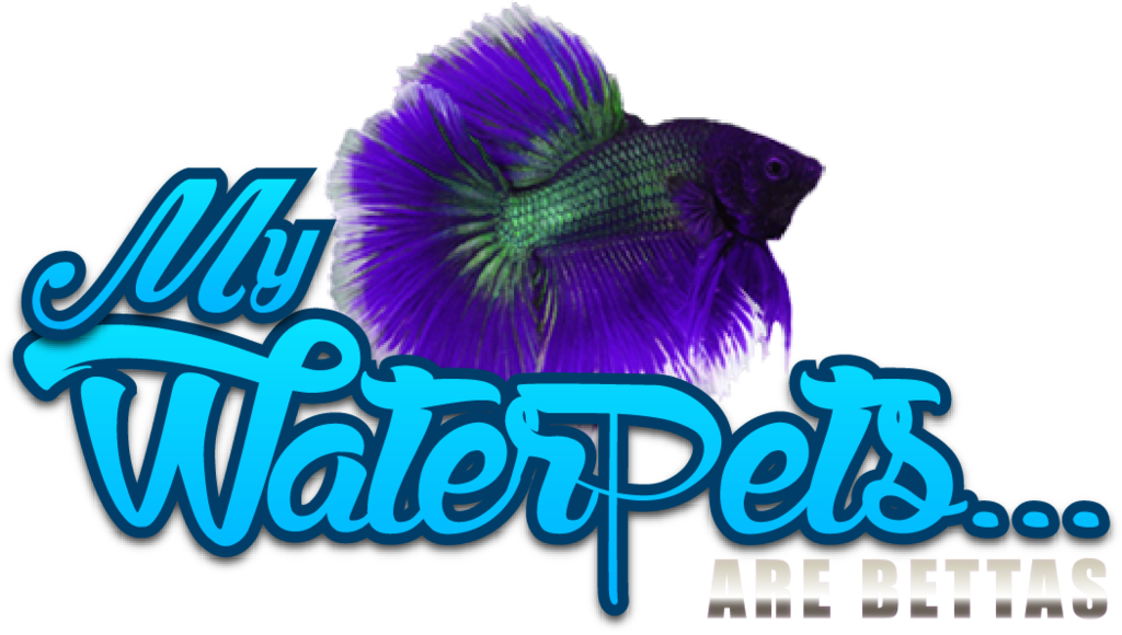 Vibrant Betta Fish Graphic PNG
