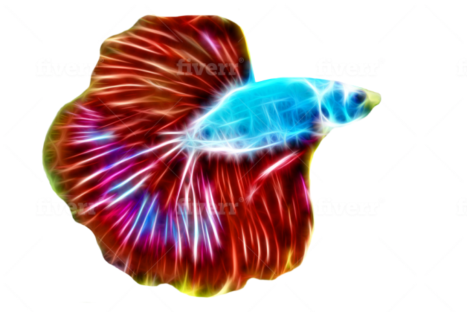 Vibrant Betta Fish Illustration PNG