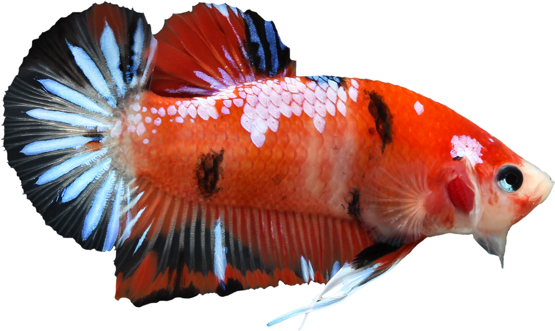 Vibrant Betta Fish.png PNG