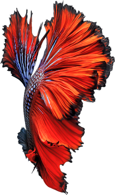 Vibrant Betta Fish Swimming PNG