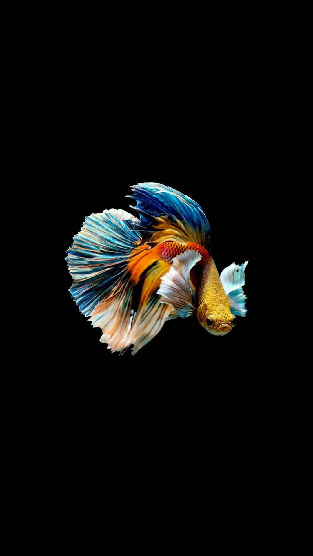 Vibrant_ Betta_ Splendens_ Display Wallpaper