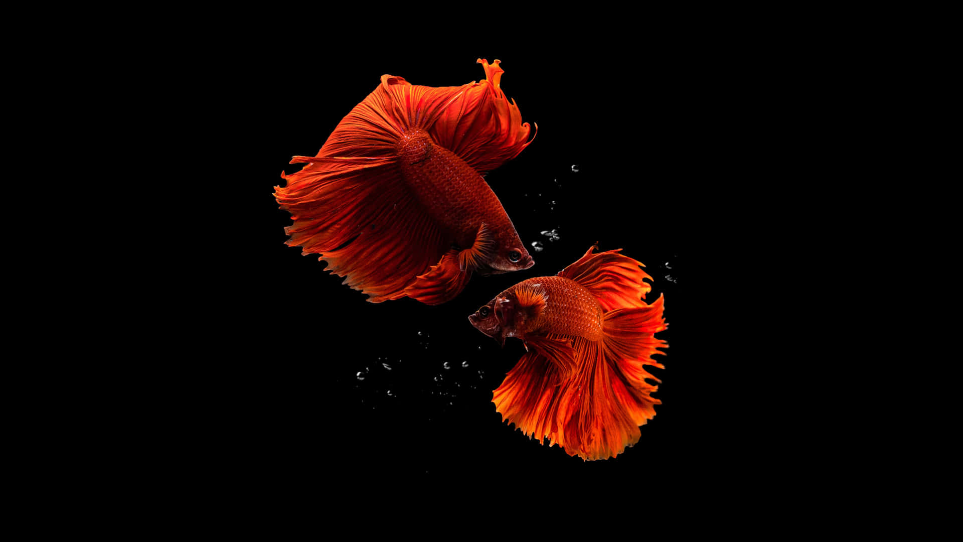 Vibrant_ Betta_ Splendens_ Duo.jpg Wallpaper