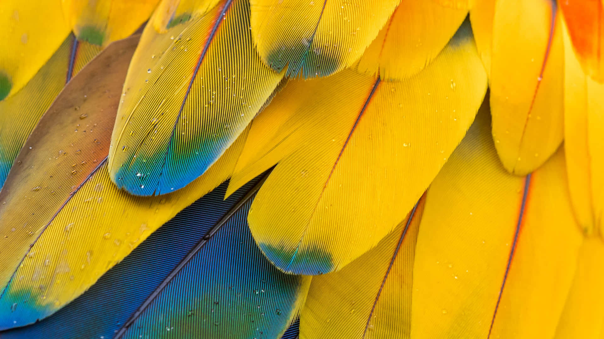 Vibrant Bird Feathers Closeup Wallpaper