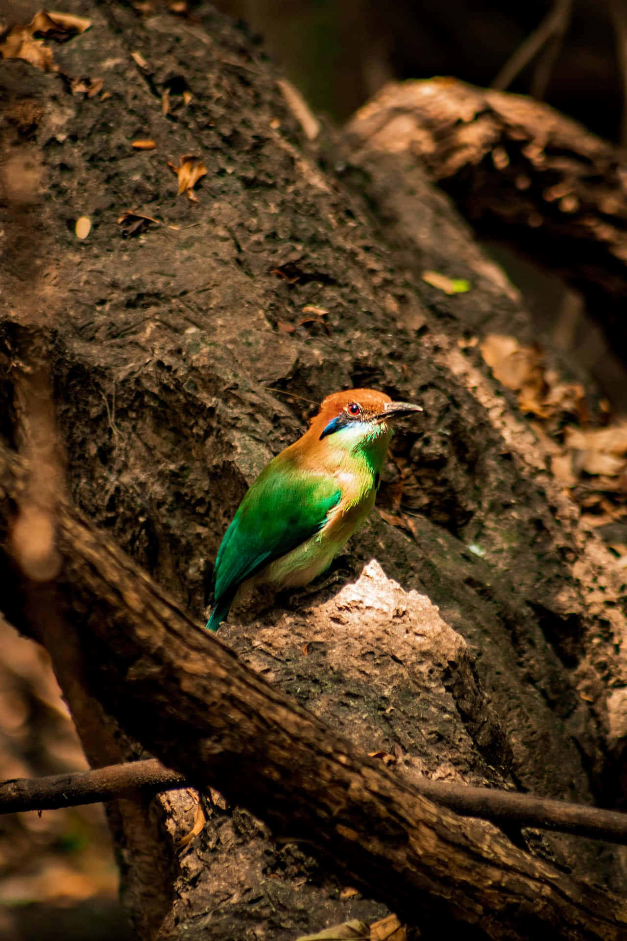 Oiseau Vibrant Dans La Forêt Marron Verte Fond d'écran