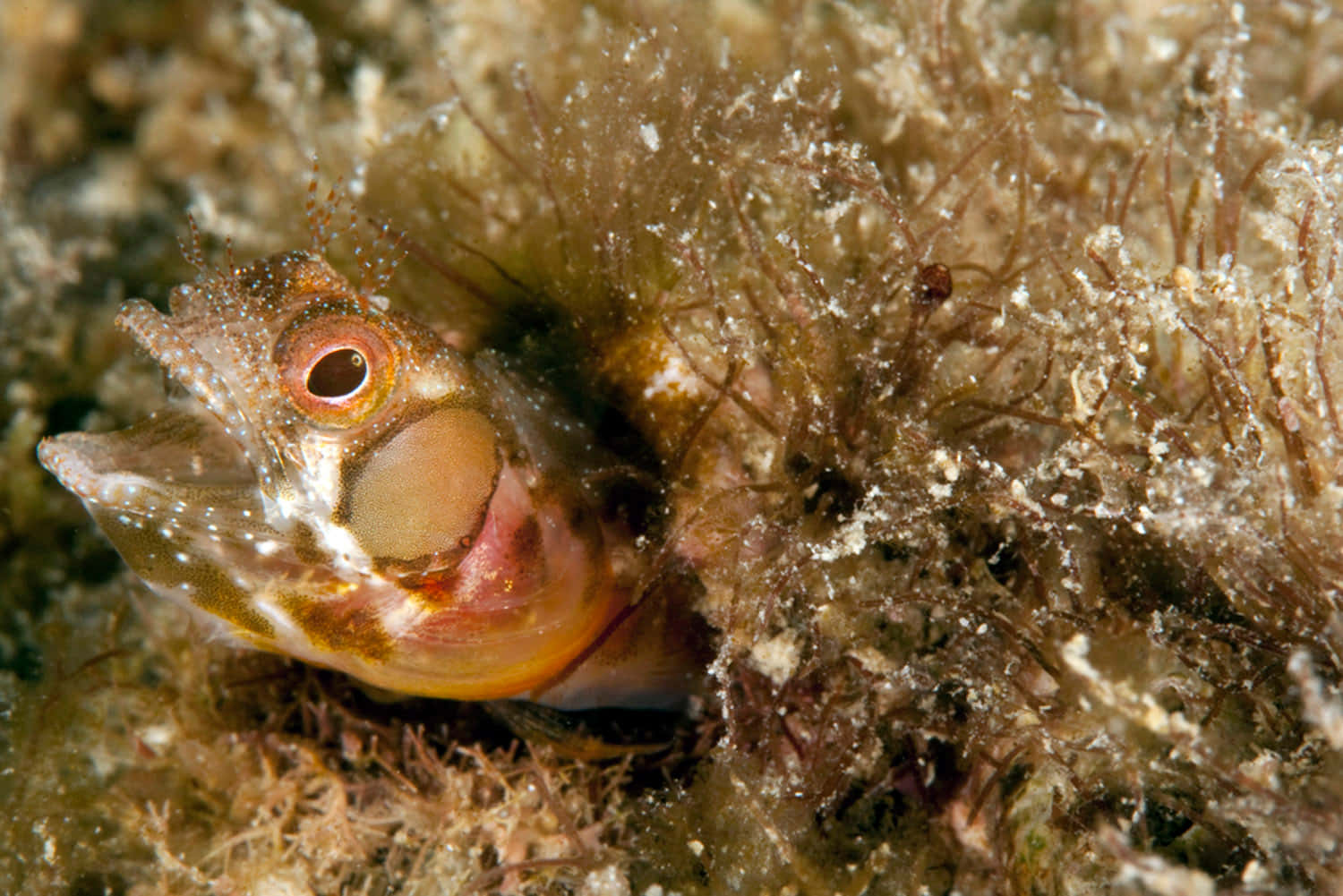 Vibrant Blenny Fish Swimming Over A Coral Reef Wallpaper