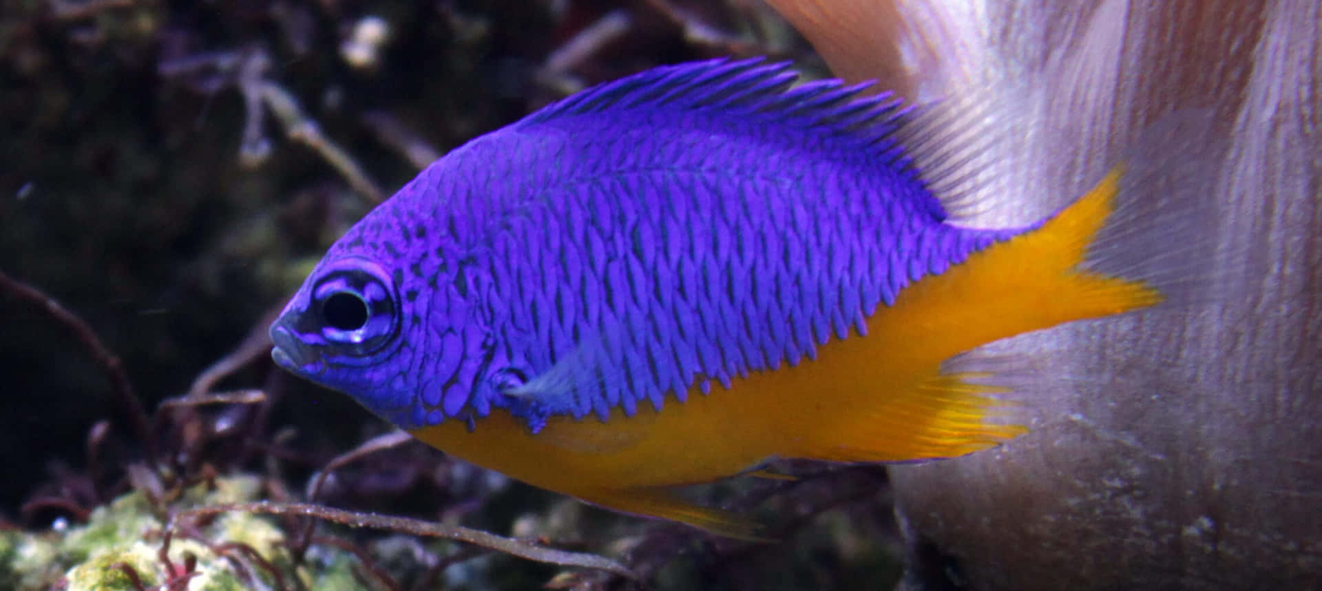 Vibrant_ Blue_and_ Yellow_ Damselfish Wallpaper