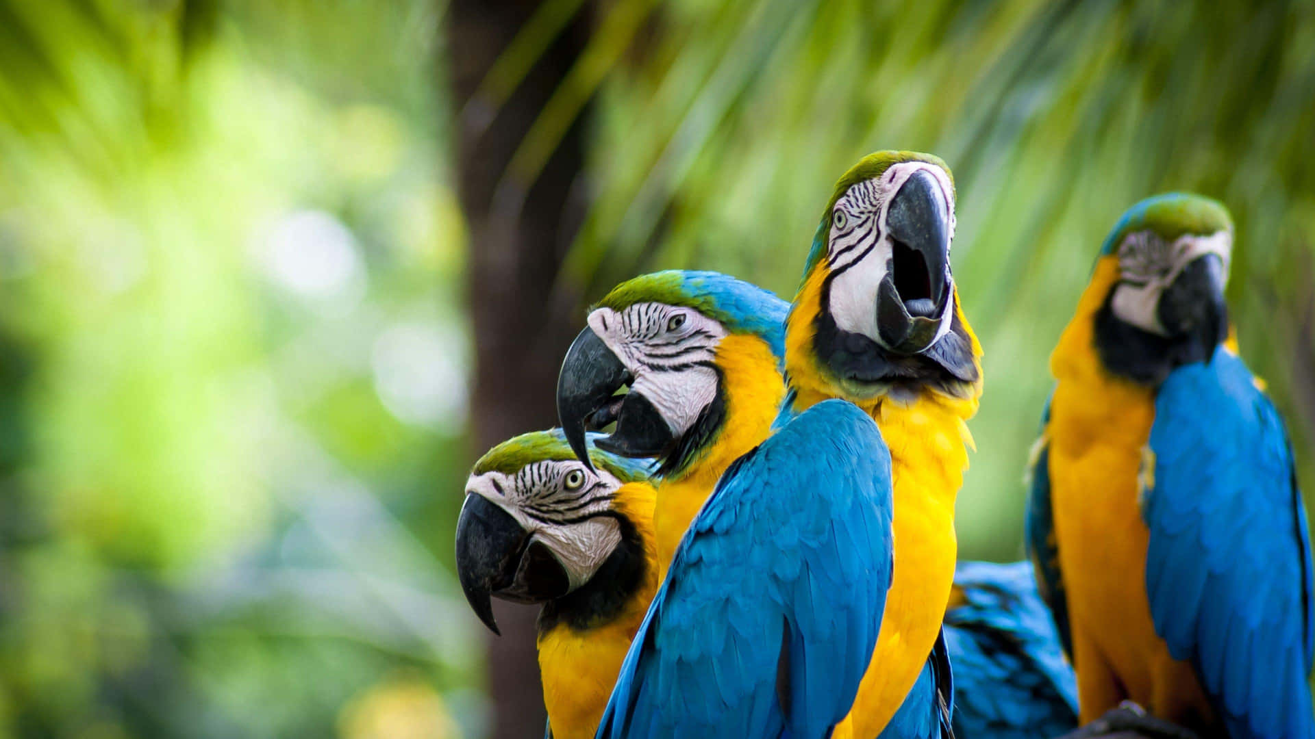Vibrant_ Blue_and_ Yellow_ Macaws_ Group Wallpaper