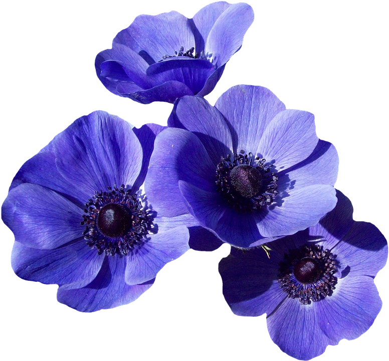 Vibrant Blue Anemone Blossoms PNG