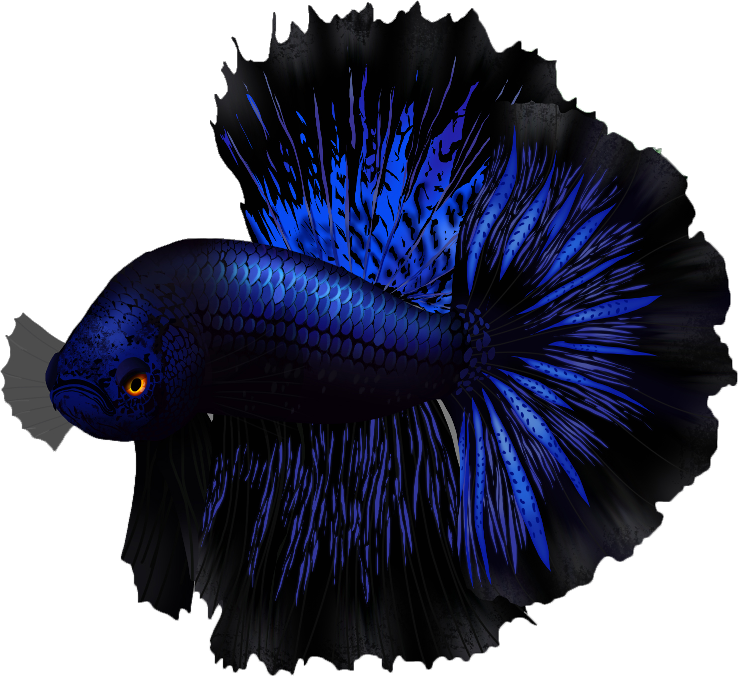 Vibrant Blue Betta Fish PNG