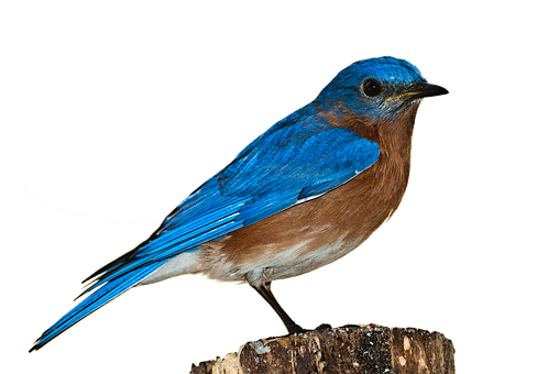 Vibrant Blue Bird Perchedon Stump PNG