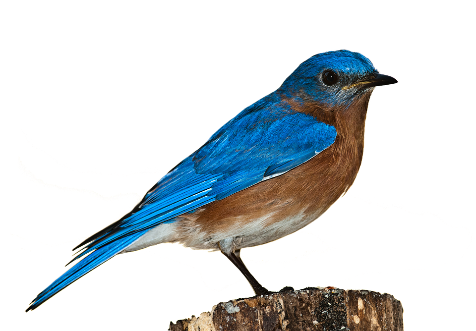 Vibrant Blue Birdon Stump PNG