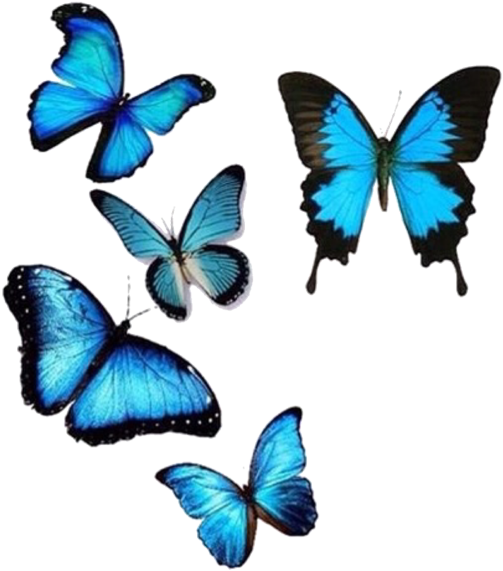 Vibrant Blue Butterflies Collection PNG