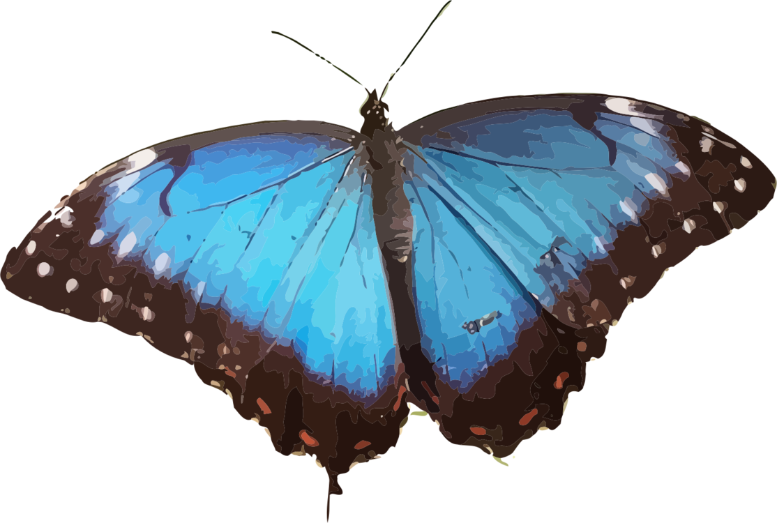 Vibrant Blue Butterfly PNG