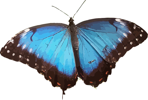 Vibrant Blue Butterfly Art PNG