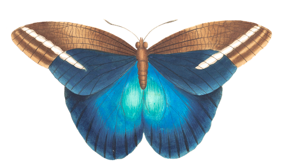 Vibrant Blue Butterfly Black Background PNG