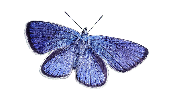 Vibrant_ Blue_ Butterfly_ Black_ Background.jpg PNG