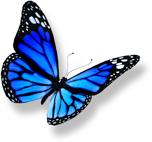 Vibrant Blue Butterfly PNG