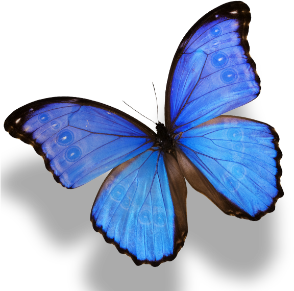 Vibrant_ Blue_ Butterfly_ P N G PNG