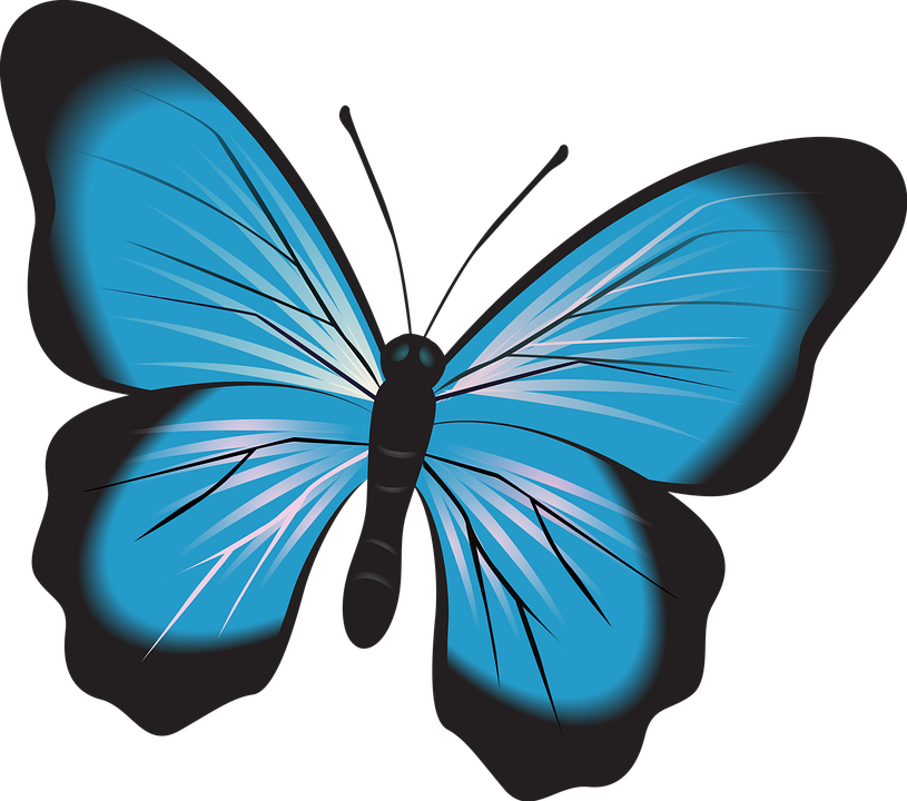 Vibrant Blue Butterfly Vector PNG
