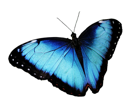 Vibrant Blue Butterflyon Black Background PNG