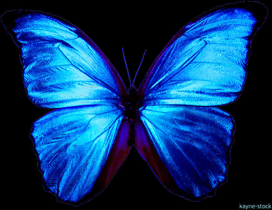 Vibrant Blue Butterflyon Black Background PNG