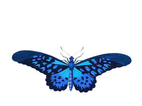 Vibrant Blue Butterflyon Black Background PNG