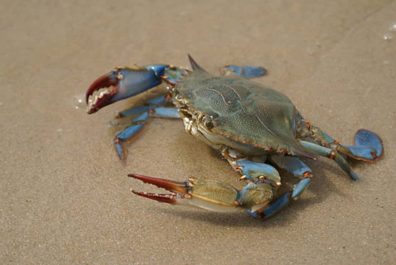 Vibrante Blauwe Krab In Natuurlijke Habitat Achtergrond