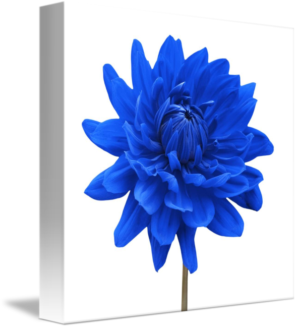 Vibrant Blue Dahlia Canvas PNG