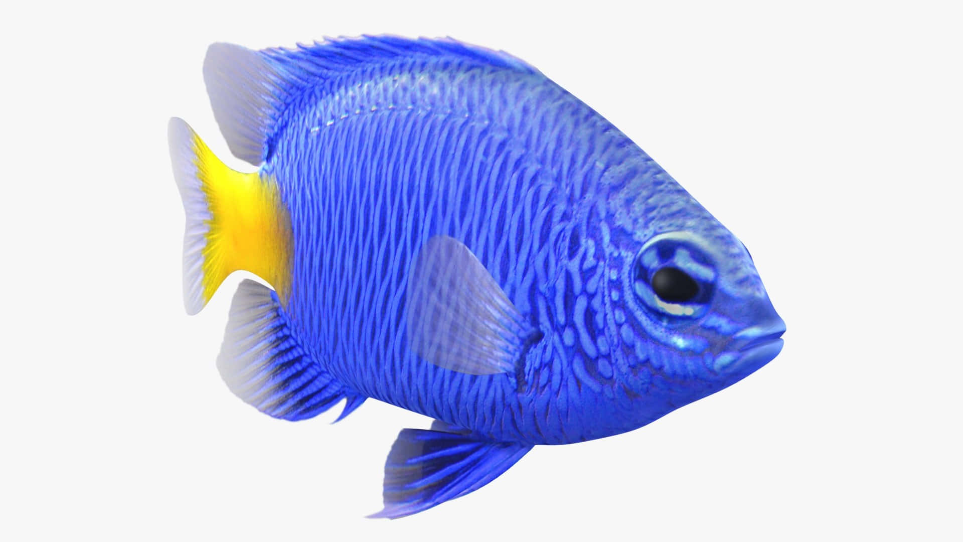 Vibrant Blue Damselfish Profile Wallpaper