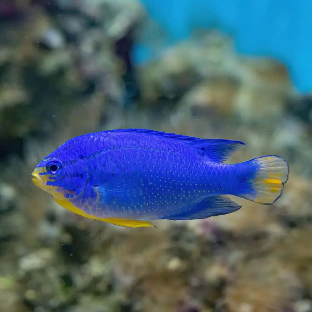 Vibrant_ Blue_ Damselfish_ Underwater.jpg Wallpaper