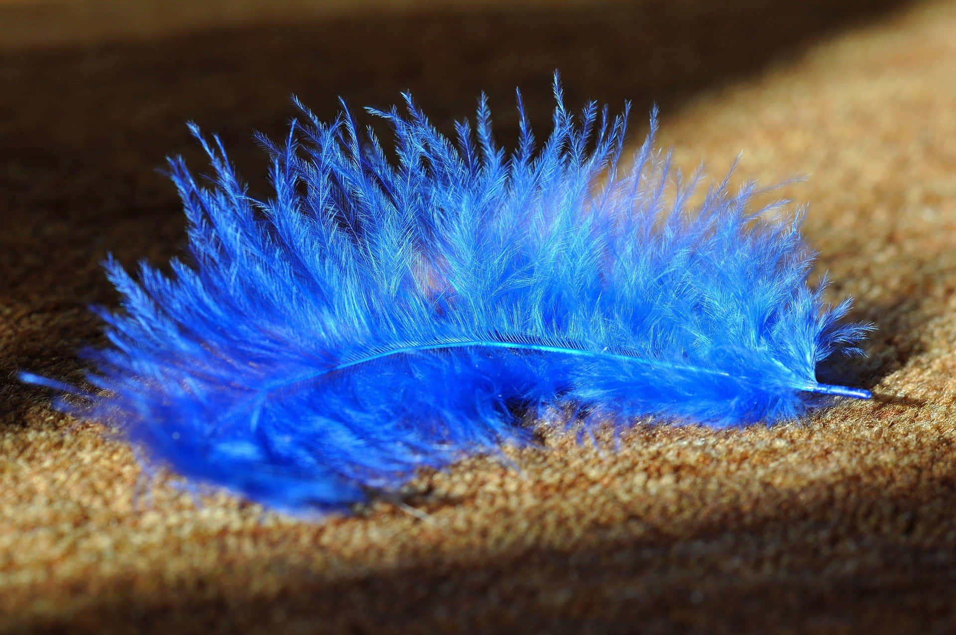 Vibrant Blue Featheron Textured Surface.jpg Wallpaper