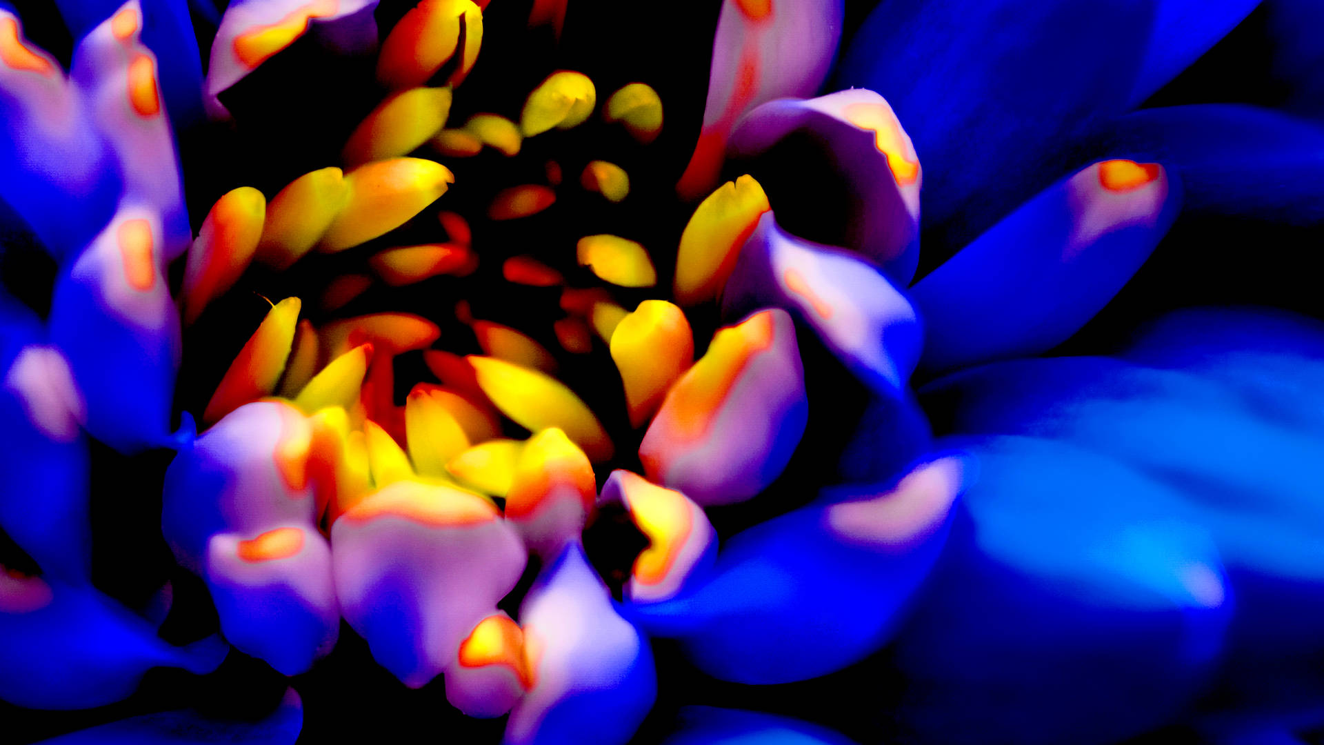 Vibrant_ Blue_ Flower_ Closeup_4 K_ U H D Wallpaper