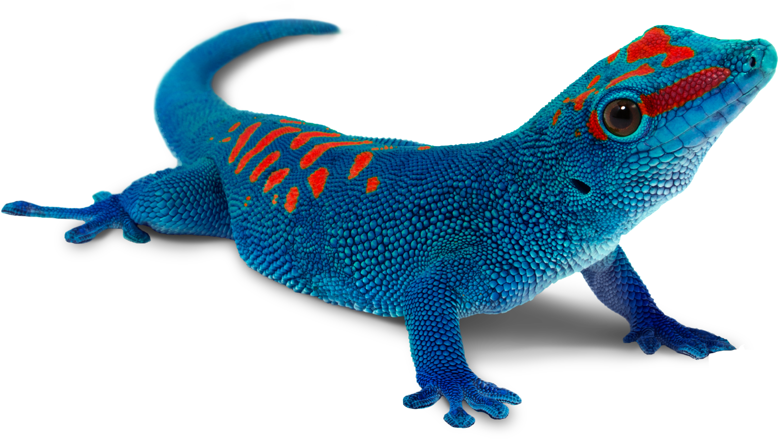 Vibrant Blue Gecko PNG