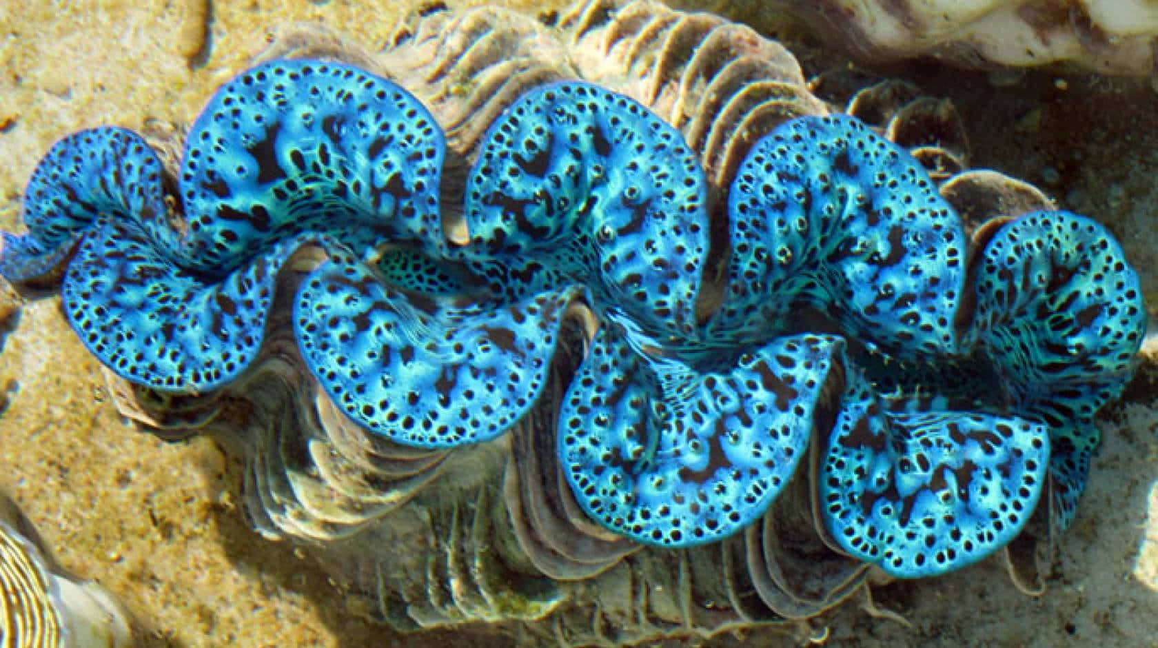 Vibrant Blue Giant Clam Underwater Wallpaper