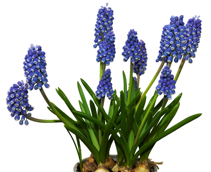 Vibrant Blue Grape Hyacinths PNG