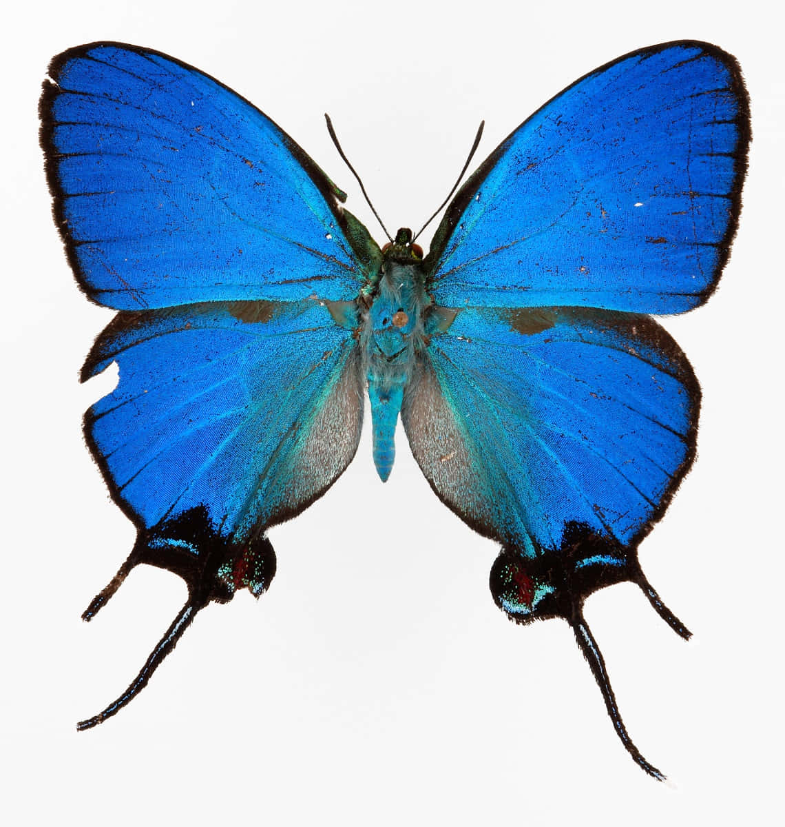 Vibrant Blue Hairstreak Butterfly Wallpaper