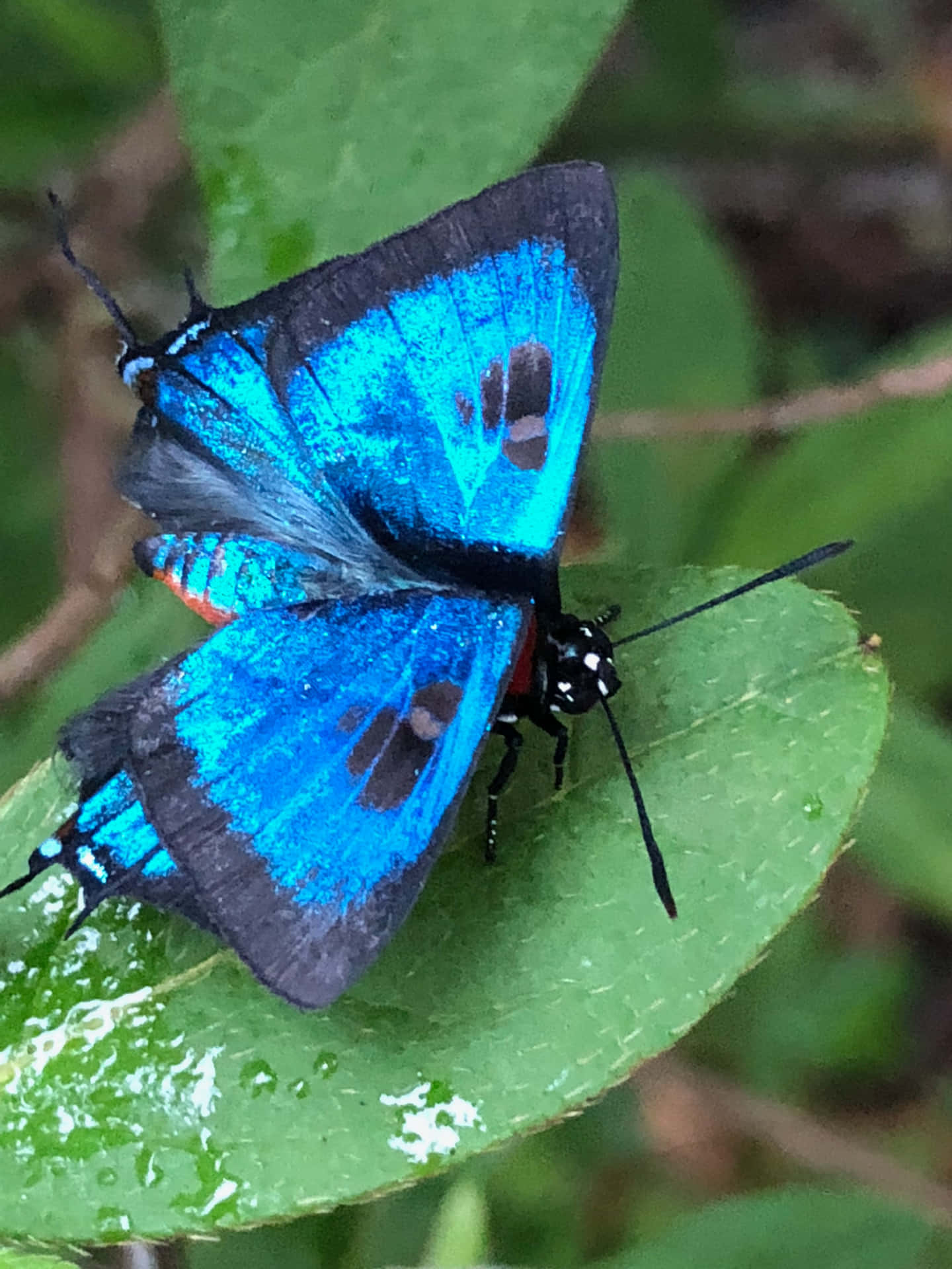 Vibrant Blue Hairstreak Butterflyon Leaf Wallpaper