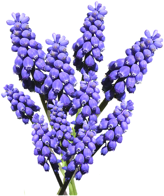 Vibrant Blue Hyacinth Cluster.png PNG