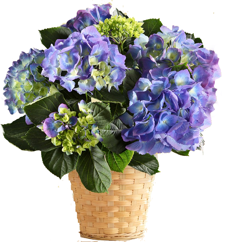 Vibrant Blue Hydrangea Basket PNG