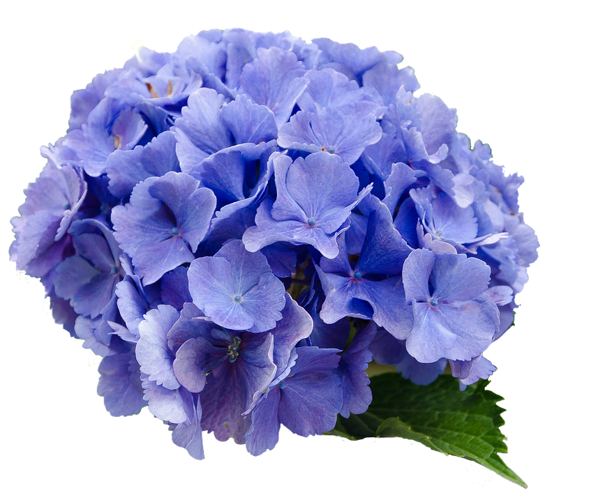 Vibrant Blue Hydrangea Bloom PNG