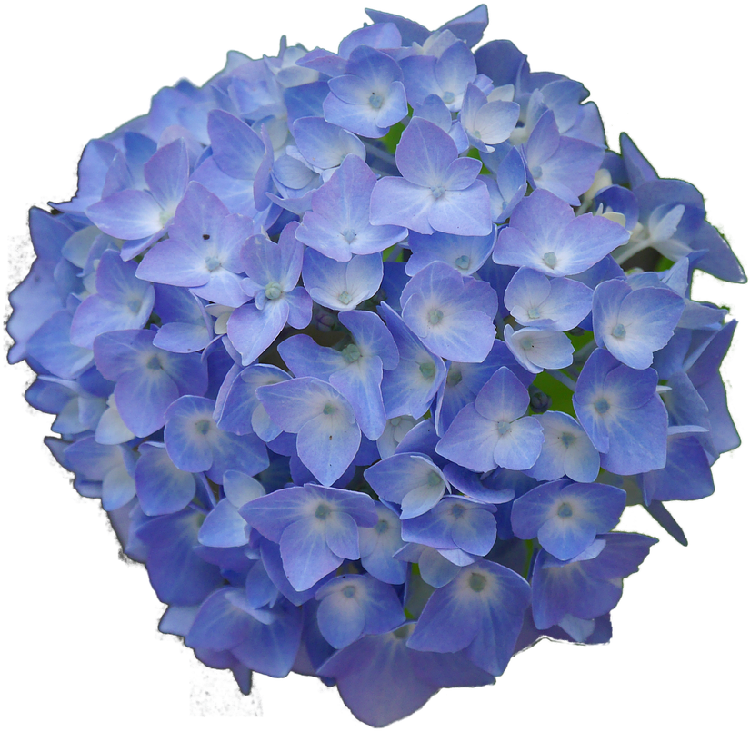 Vibrant Blue Hydrangea Bloom PNG