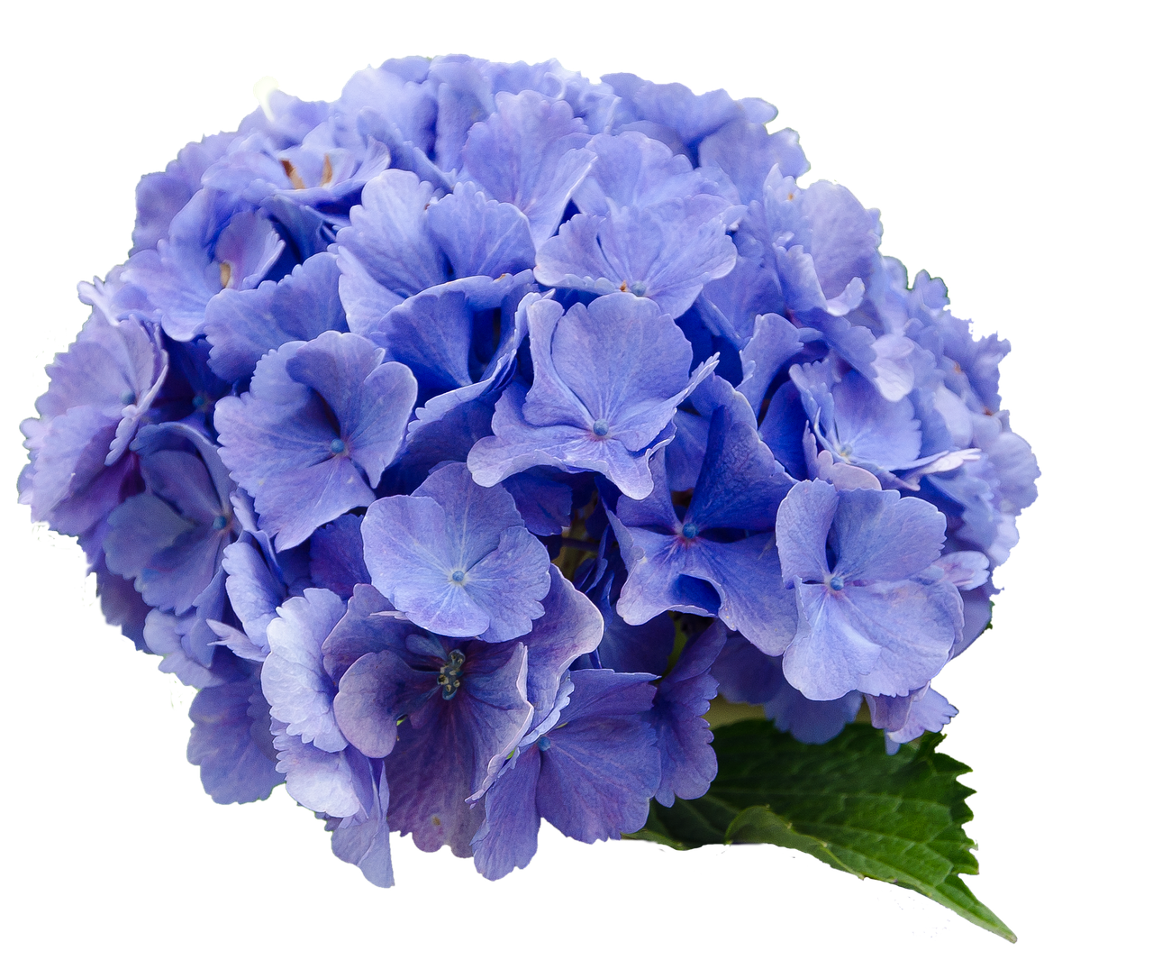 Vibrant_ Blue_ Hydrangea_ Bloom PNG