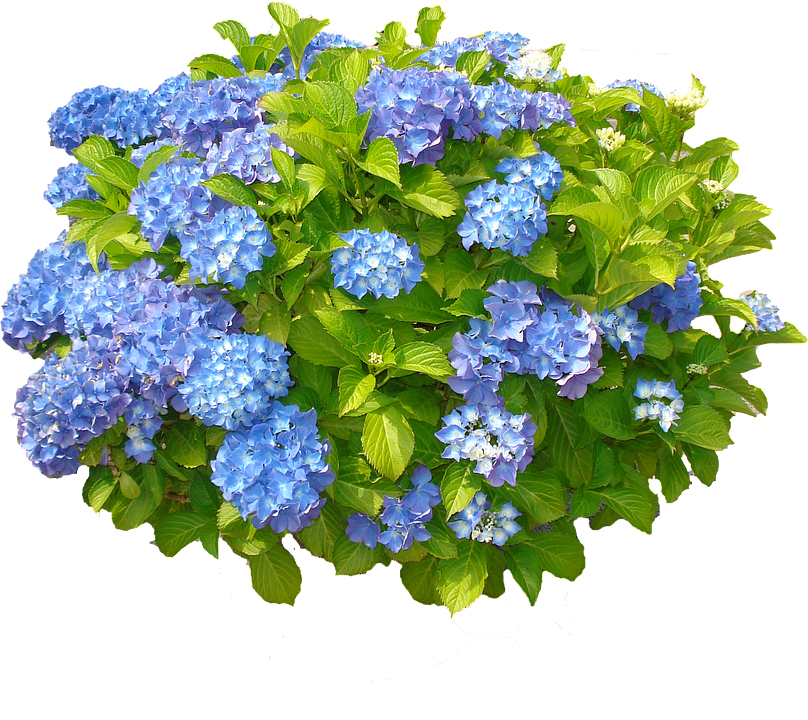 Vibrant Blue Hydrangea Cluster.png PNG